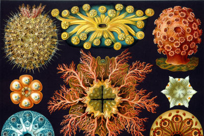 ‘Morphic Resonance & Morphic Fields’, Collective Memory & the Habits of Nature Haeckel_ascidiae-1-400x266-1